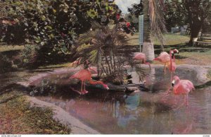 Florida Flamingos , 1950-60s #16 (Miami)