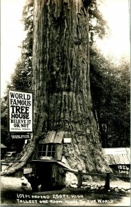 Vtg Postcard RPPC - World Famous Tree - Fraternal Monarch California - Unused