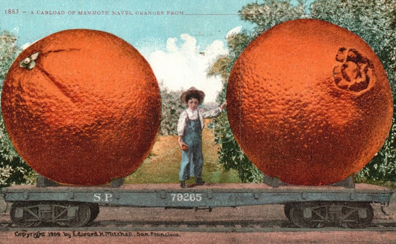 Vintage Postcard 1910's A Carload of Mammoth Navel Oranges From San Francisco CA 