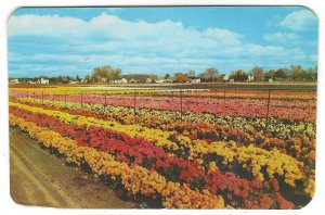 Jackson & Perkins Chrysanthemum Fields, Newark, New York, Standard, Chrome 