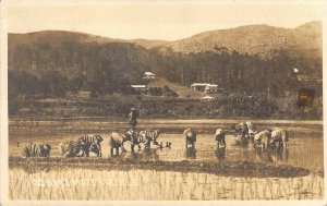 Real Photo, RPPC, AZO, Planting Rice,  Philippines, P.I., Old Postcard