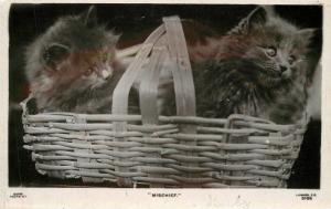 Beautiful fur baby kittens in basket 1920s RPPC Rapid Photo postcard 2174