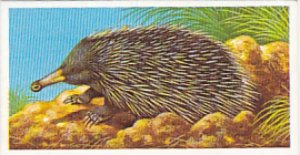 Brooke Bond Vintage Trade Card Incredible Creatures 1986 No 4 Spiny Anteater