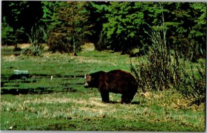 Greetings from Waynesboro PA Bear Vintage Postcard P35