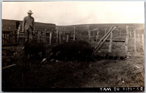 Man In The Farm Feeding Hogs Pigs Animals, Real Photo RPPC, Vintage Postcard