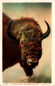 Buffalo Head Yellowstone National Park