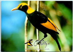 M-11148 Regent Bowerbird O'Reilly's Rainforest Guesthouse Australia