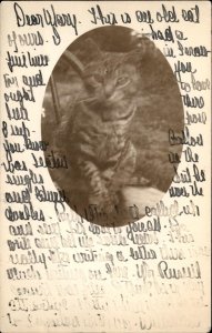 South Orange New Jersey Cancel Beautiful Tabby Cat Real Photo Vintage Postcard