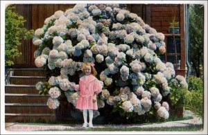 Hydrangeas Bush & Little Girl, CA