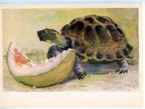 153033 ZOO CIRCUS Turtle Old Russian PC