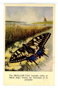 Butterfly - The Swallow-Tail