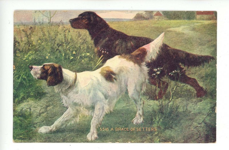 Hunting Dogs - A Brace of Setters