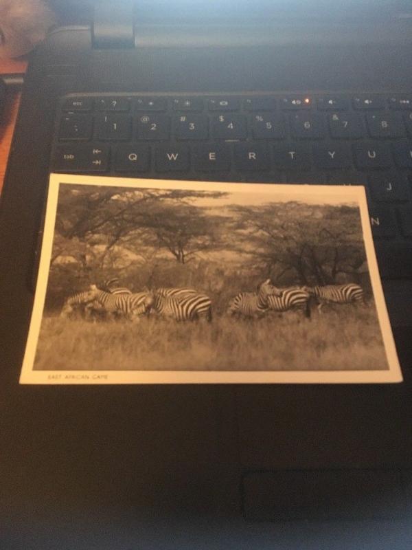 Vtg Postcard; East African Game, Zebras