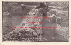 CA, Calistoga, California, Petrified Forest, Tree Trunk, Janssen Pub No 3