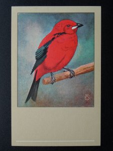 Bird Theme SCARLET TANAGER c1950s Postcard by P. Sluis Series 7 No.82