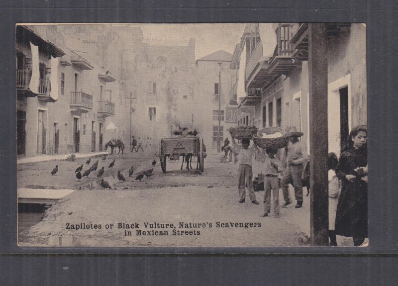 MEXICO, ZAPILOTES OR BLACK VULTURE, NATURE'S SCAVENGERS, c1920 real photo ppc.,