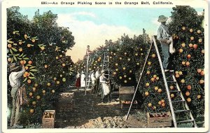 1930s ORANGE BELT CALIFORNIA FARMING WORKERS PICKING SCENE LINEN POSTCARD 42-143