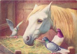 White horse and pigeons postcard