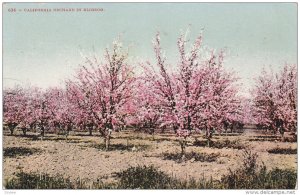 California Orchard In Blossom, California, 1900-1910s