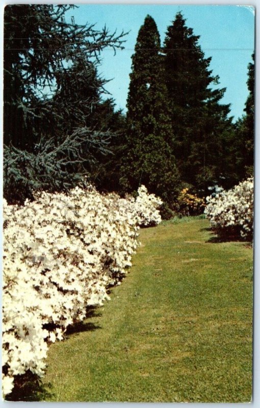 A path of Azalea mucronata alba, Winterthur Gardens - Winterthur, Delaware