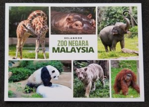 [AG] P60 Malaysia National Zoo Tiger Panda Elephant Monkey (postcard) *New