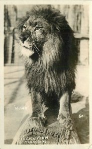 Postcard California El Monte Gay's Lion Farm RPPC 23-3758