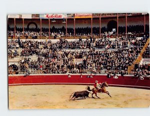 M-123653 The Cavaleiro weighing up his bull Portugal