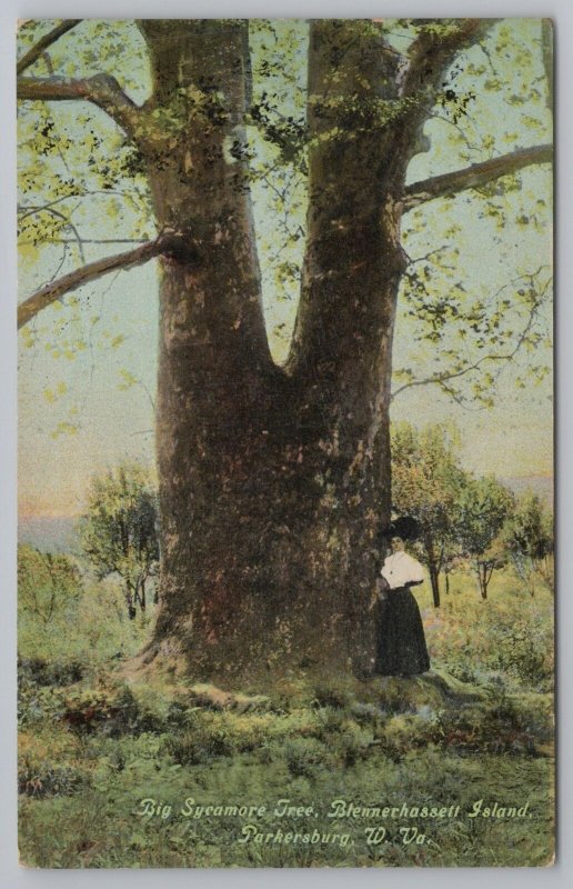 Parkersburg West Virginia~Blennerhassett Island~Lady by Big Sycamore Tree~c1910 
