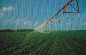 Irrigation On Georgia Peanut Farm