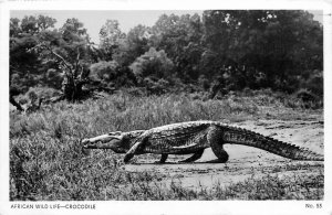 Postcard RPPC 1960s Africa Kenya Uganda Crocodile FR24-2230