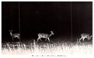 Maryland  Munising , Grettings , Deer at night