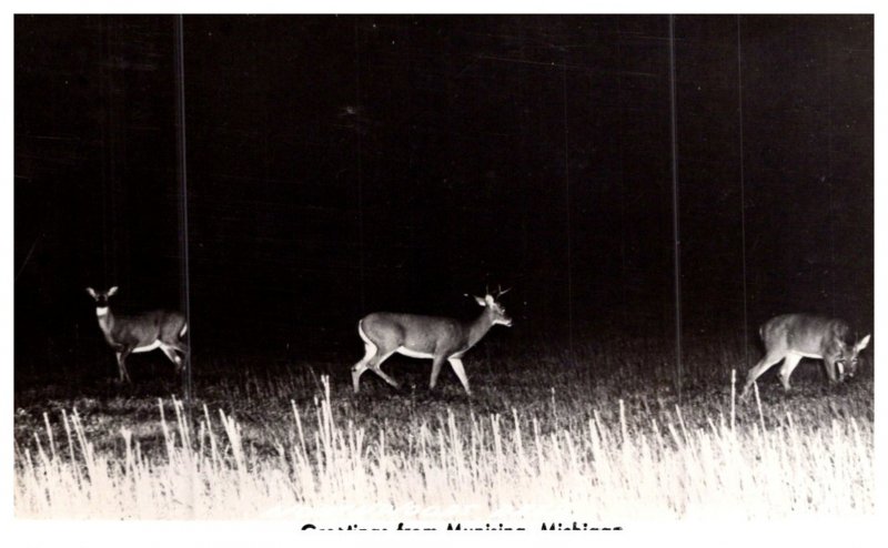 Maryland  Munising , Grettings , Deer at night