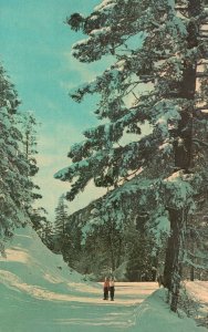 Postcard Enjoying A Walk In Winter Wonderland Picturesque View On The Roadways