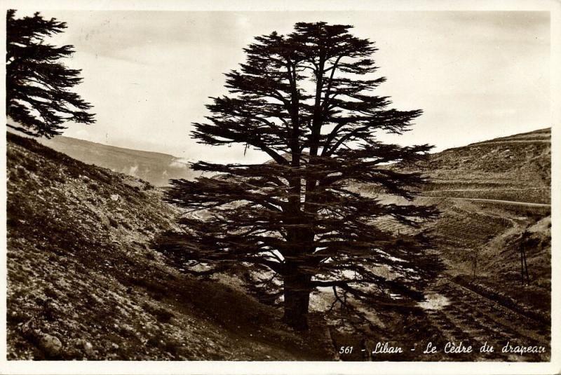 lebanon, Les Cèdres du Liban, Cedrus Cedar (1950s) RPPC Postcard (3)