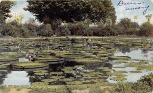 PHILADELPHIA PA HENRY DREER NURSERY WATER LILY POND SALES ORDER POSTCARD c1909