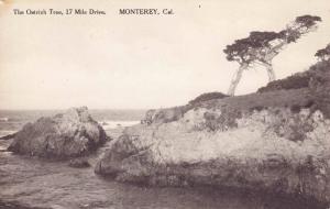 The Ostrich Tree, 17 Mile Drive, Monterey CA Vintage Postcard G20