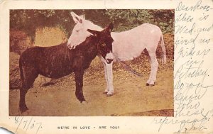 We re In Love Donkey 1907 