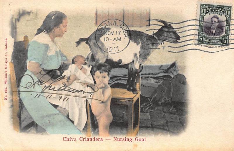 CUBA : chiva criandera nursing goat watercolored - tres bon etat