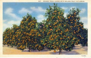 [C.T. Art] US Florida - Orange Trees With Golden Fruit