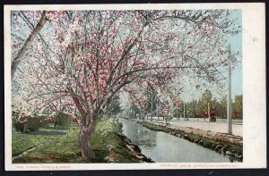 Almond Trees in Blossom copyright 1899 by Detroit Photographic Co - Und/B