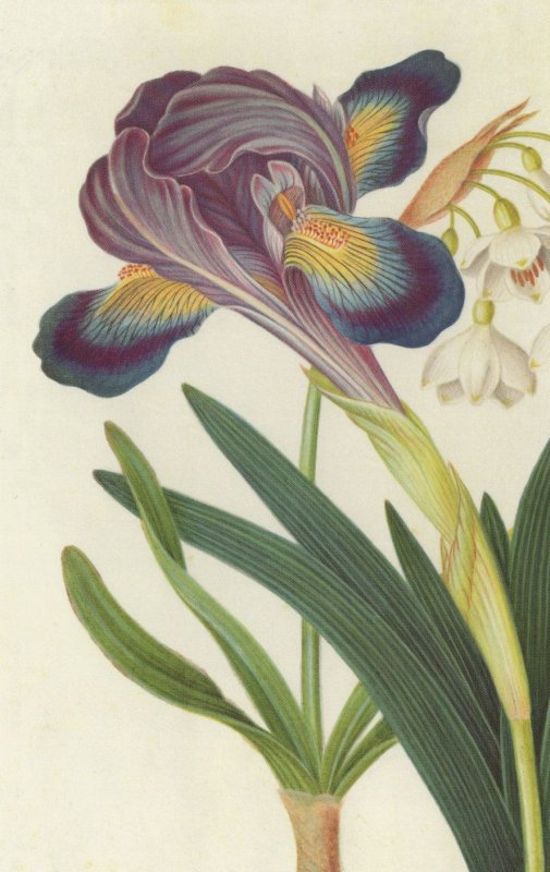 Painted Iris Summer Snowdrop James Bolton 1700s Painting Postcard