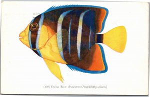 Postcard IL Chicago Young Blue Angelfish artwork Shedd Aquarium