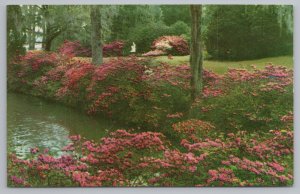 Charleston South Carolina~Middletown Gardens~Vintage Postcard