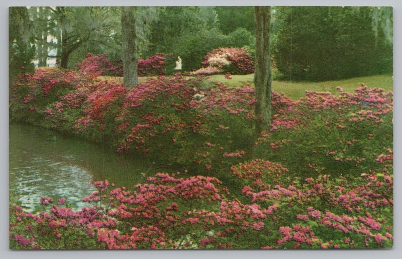 Charleston South Carolina~Middletown Gardens~Vintage Postcard