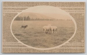 St Bathans Scotland Sheep with Herding Dog RPPC Postcard M33