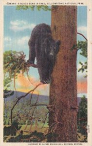 Black Bear In A Tree Yellowstone National Park 1953 Curteich