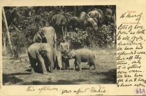 ceylon, Native Man with Elephants (1906) Postcard