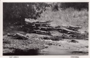 East Africa Crocodile Kenya Vintage Congo Real Photo Postcard