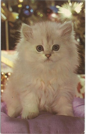 White Kitten Lil Button Eyes Vintage Postcard White Cat White Kitties 1960s