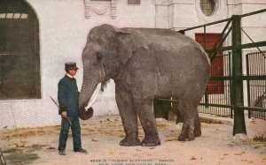 Vintage Postcard 1910's Indian Elephant Gunda New York Zoological Park N. Y.